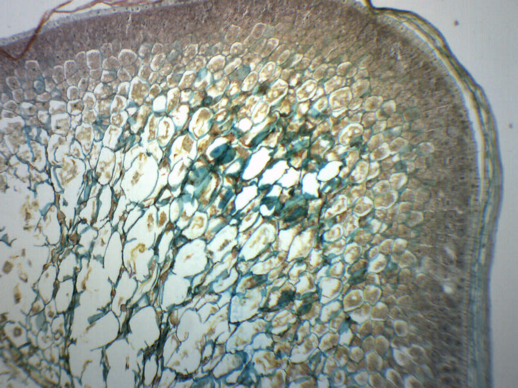 Zea Mays Corn Grain Longitudinal Section Prepared Microscope Slide