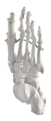 Articulated Human Foot Bone Anatomical Model, Right