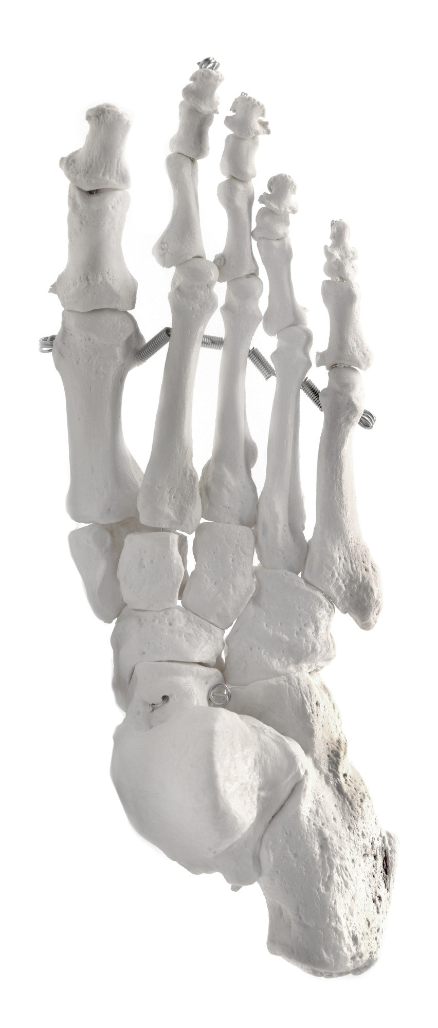 Articulated Human Foot Bone Anatomical Model, Right