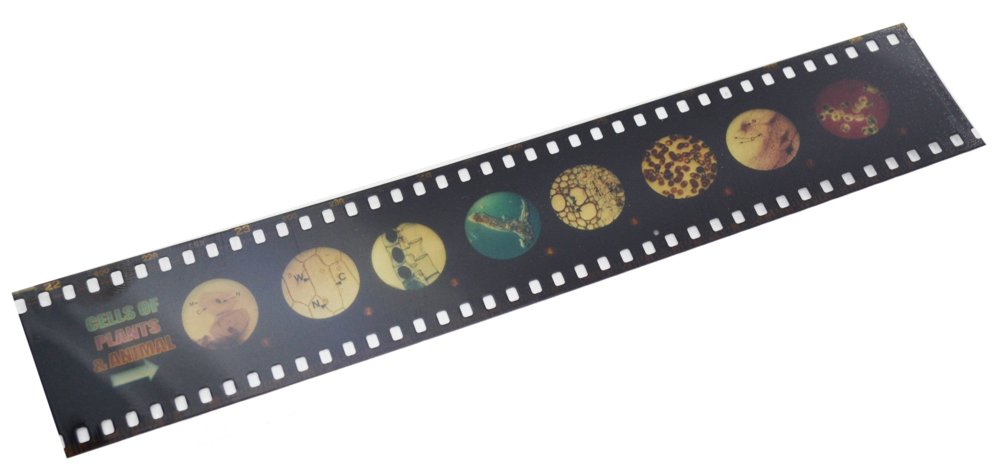 2-Piece Microscope Slide Viewer Set with Slide Strip