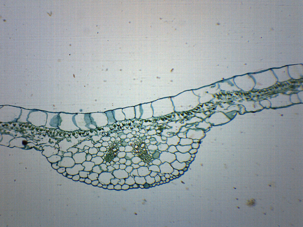 Begonia Leaf Cross-Section Prepared Microscope Slide