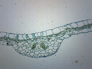 Begonia Leaf Cross-Section Prepared Microscope Slide