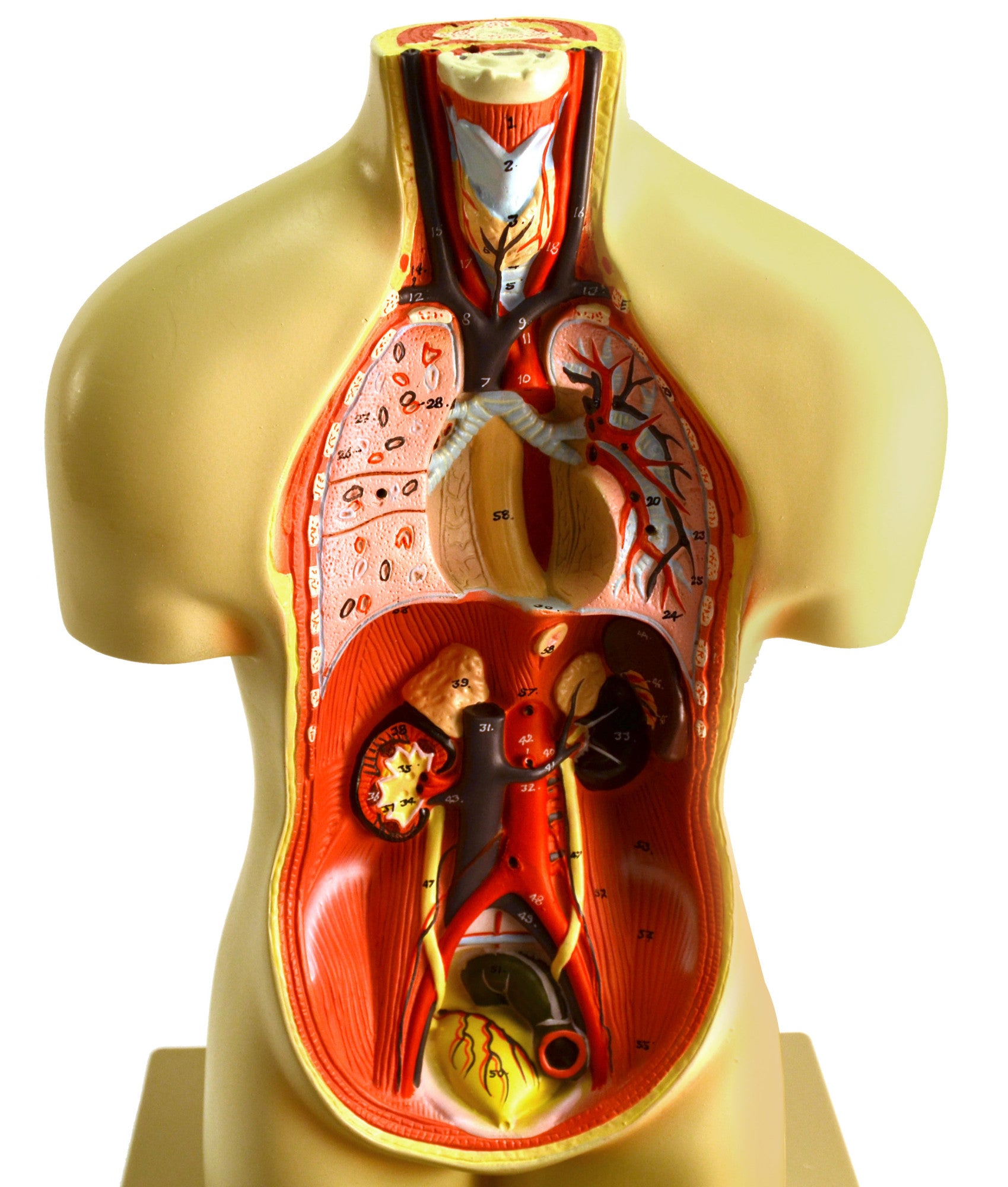 19" Miniature Sexless Human Torso Model, 12-Part Desktop with Brain