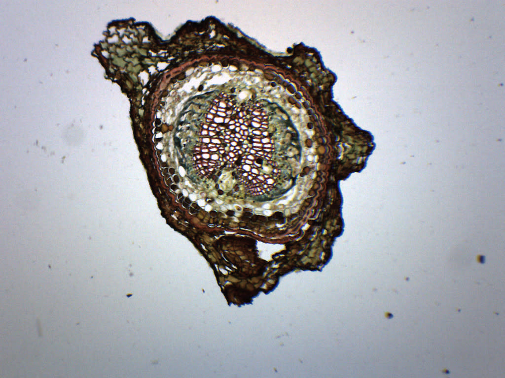 Pine Young Root Cross-Section Prepared Microscope Slide