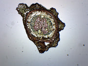 Pine Young Root Cross-Section Prepared Microscope Slide