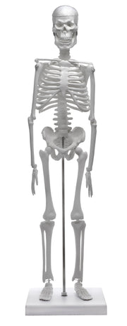 Miniature Articulated Human Skeleton Model with Stand, 17.5" Tall