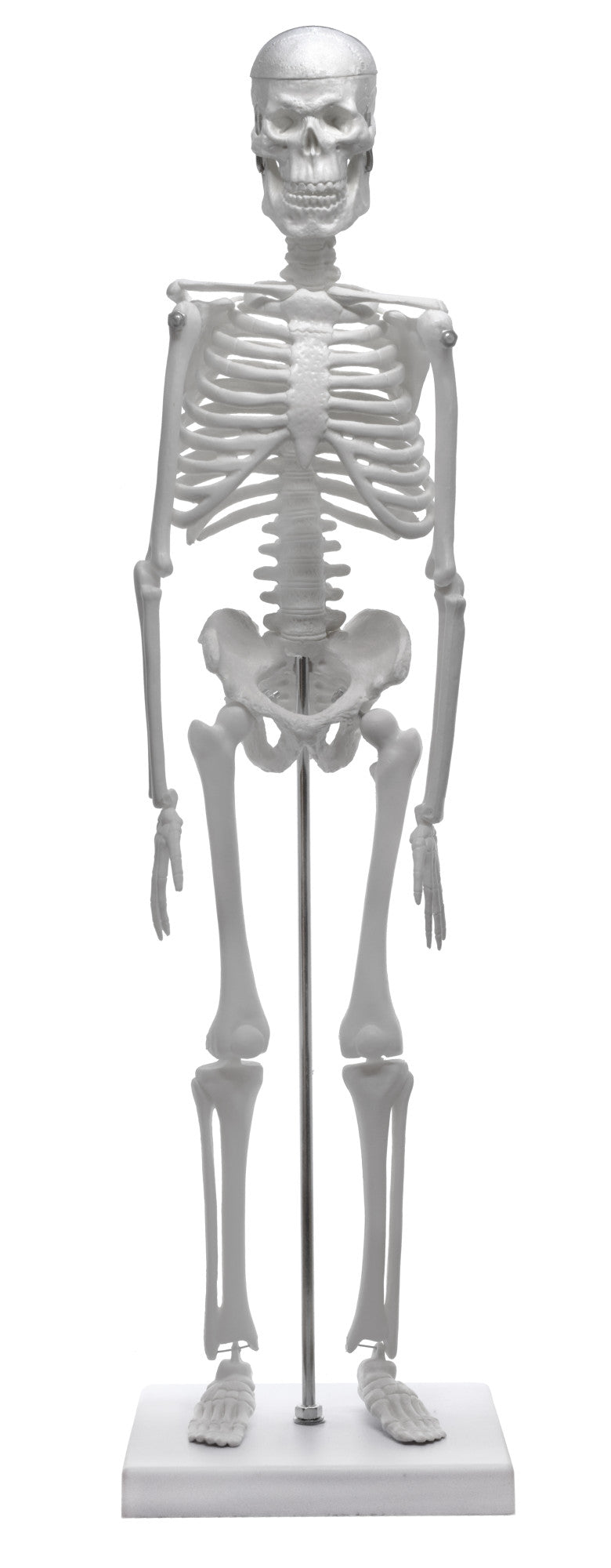 Miniature Articulated Human Skeleton Model with Stand, 17.5" Tall
