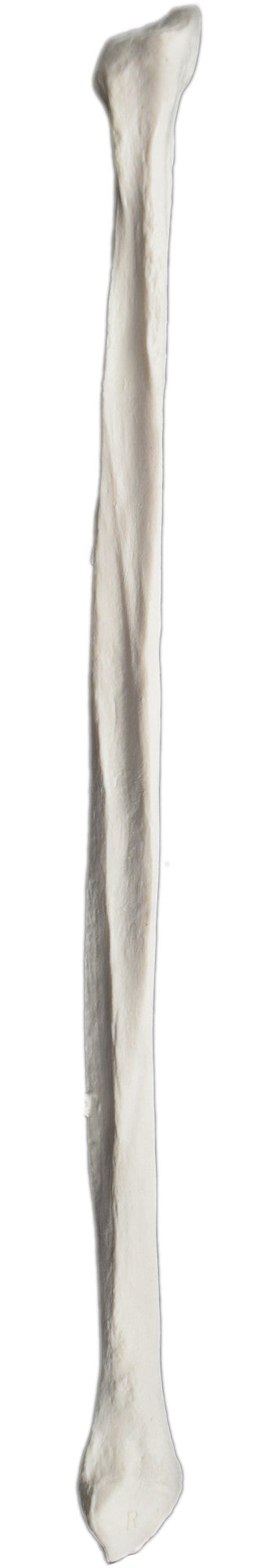 Human Fibula Bone Anatomical Model, Right, 13.5 inch