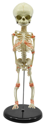 Infant Fetal Skeleton Model with Single Skull, Mini Rod-Mounted