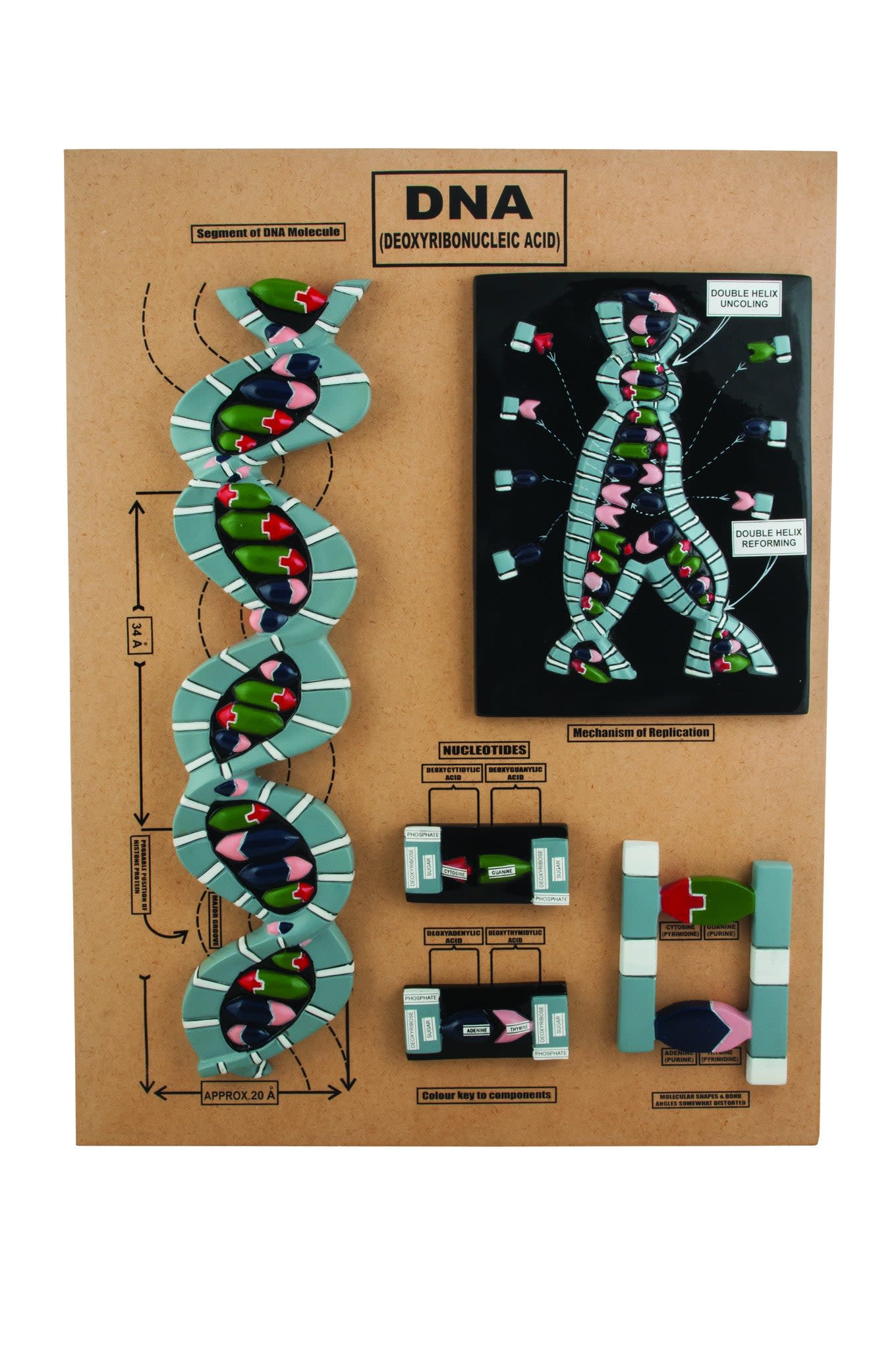 5-Part DNA Structure Anatomical Model on Base Showing Replication and Nucleotides