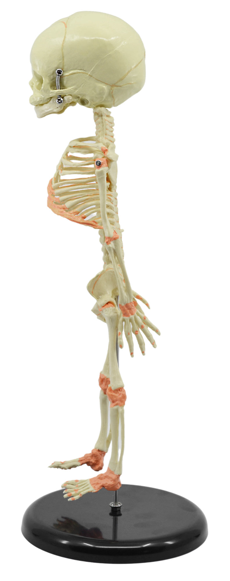 Infant Fetal Skeleton Model with Single Skull, Mini Rod-Mounted