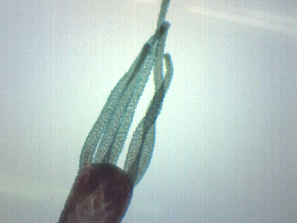 Adult Hydra with Bud Wholemount Prepared Microscope Slide