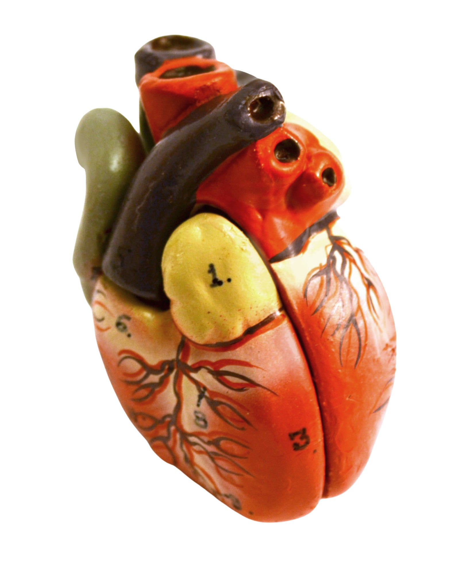 19" Miniature Sexless Human Torso Model, 12-Part Desktop with Brain