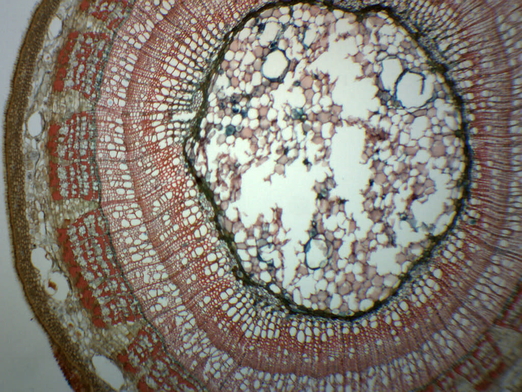Tilia 2-Year Stem Cross-Section Prepared Microscope Slide