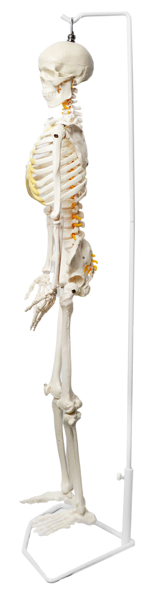 Half-Size Human Skeleton Model with Nerve Endings, Hanging Mount
