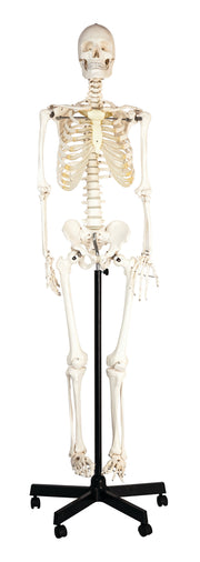 Life-Size Human Skeleton Model with Flexible Spine and Rolling Rod Stand, 64 inch