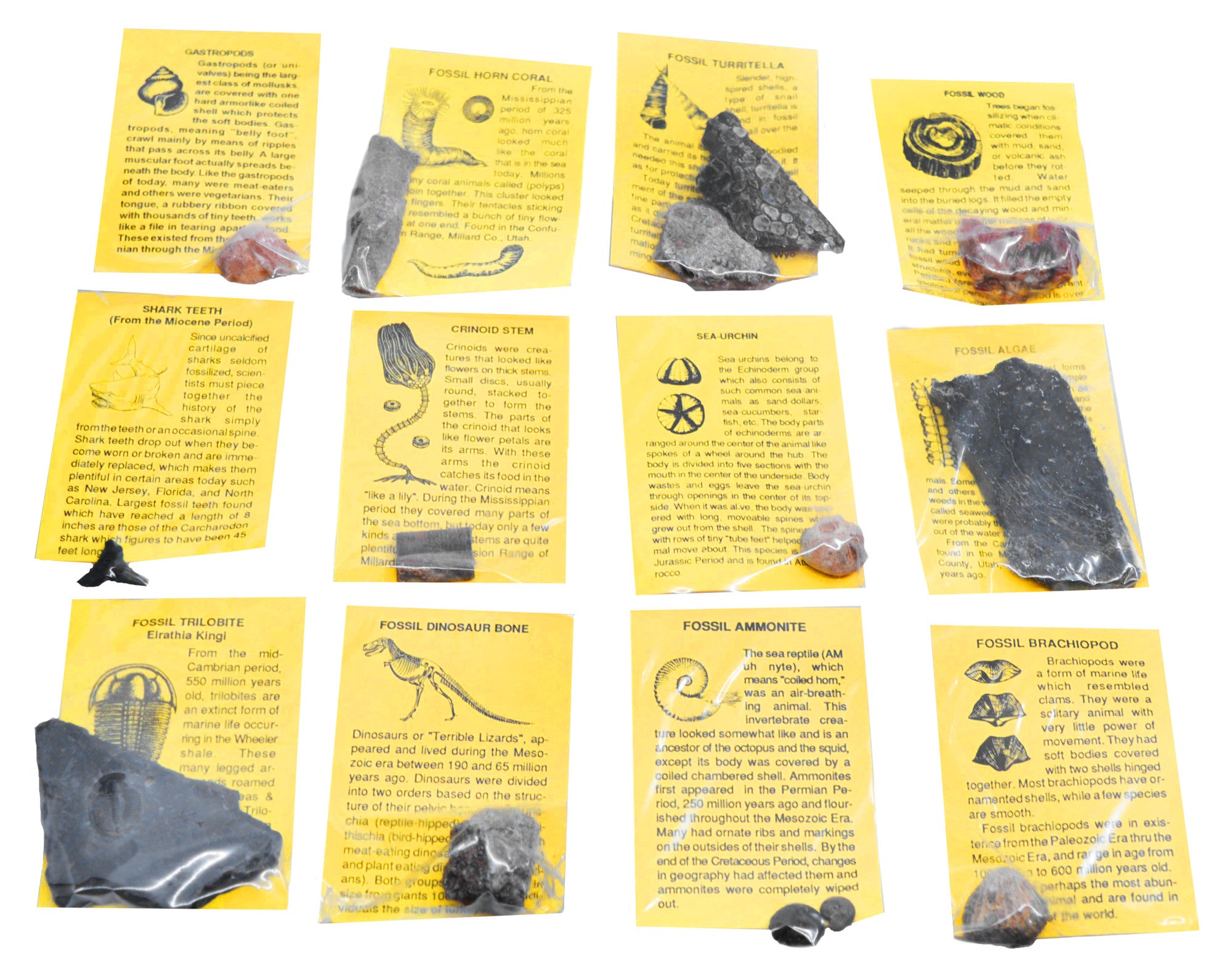 12-Piece Deluxe Fossil Collection with Information Cards