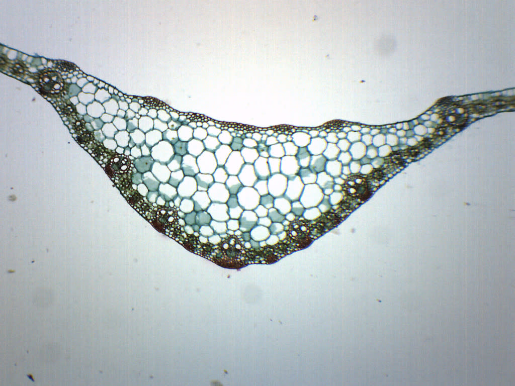 Zea Mays Leaf Cross-Section Prepared Microscope Slide