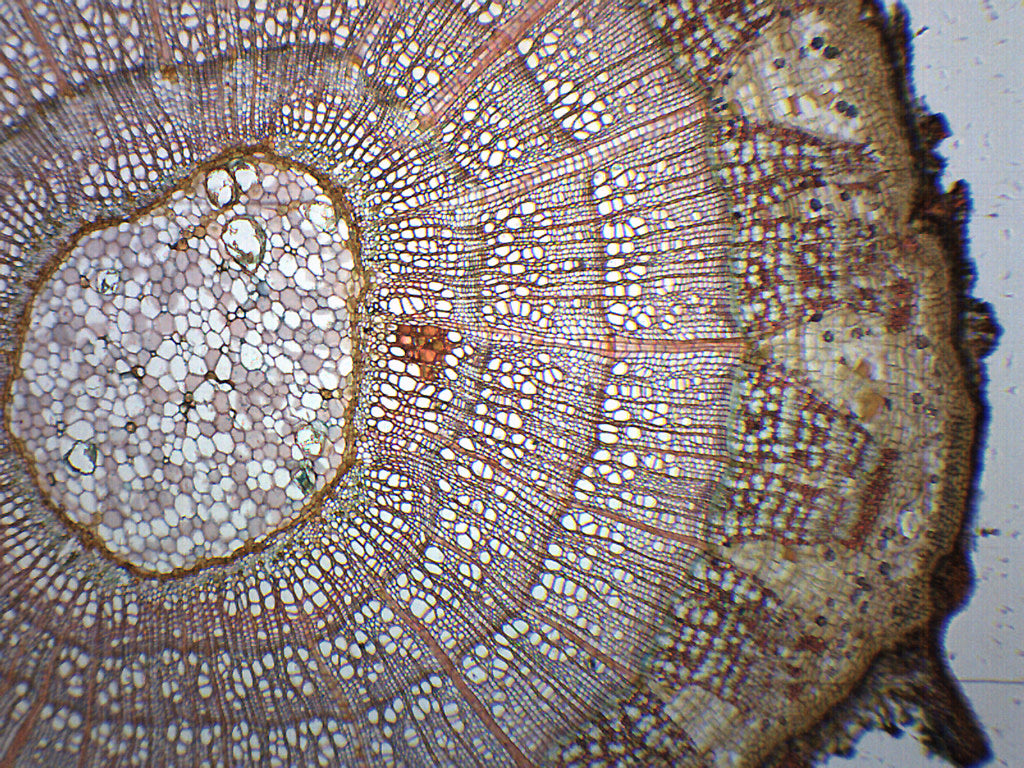Tilia 2-3 Year Stem Cross-Section Prepared Microscope Slide