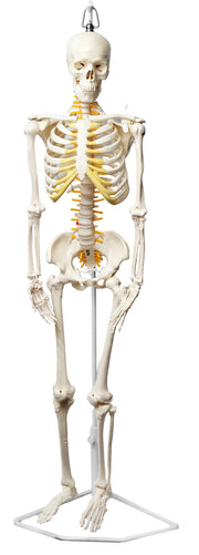 Half-Size Human Skeleton Model with Nerve Endings, Hanging Mount