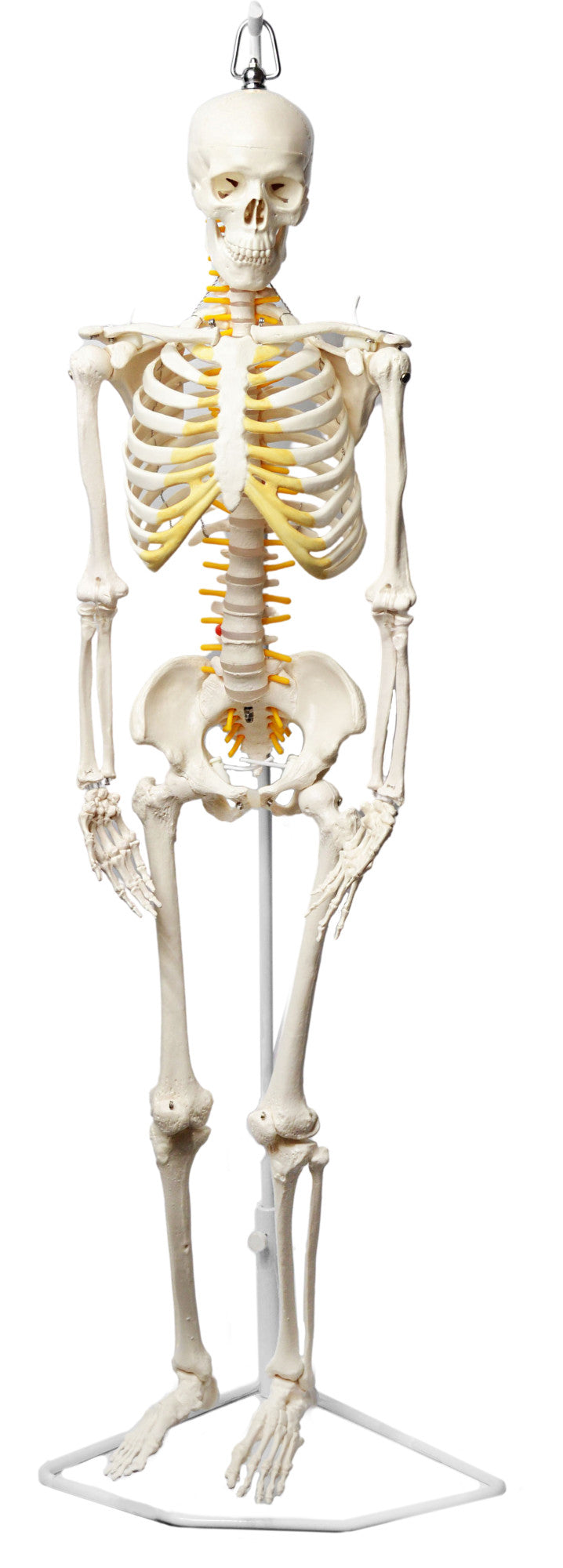 Half-Size Human Skeleton Model with Nerve Endings, Hanging Mount