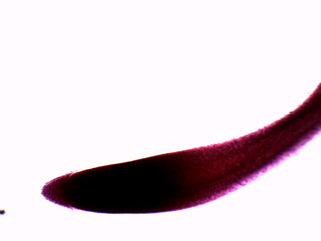 Wheat Root Tip Wholemount Prepared Microscope Slide