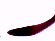 Wheat Root Tip Wholemount Prepared Microscope Slide