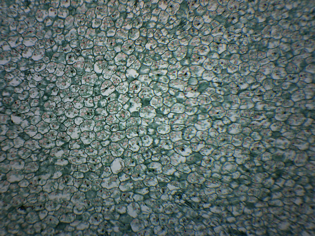Solanum Tuber Section Prepared Microscope Slide