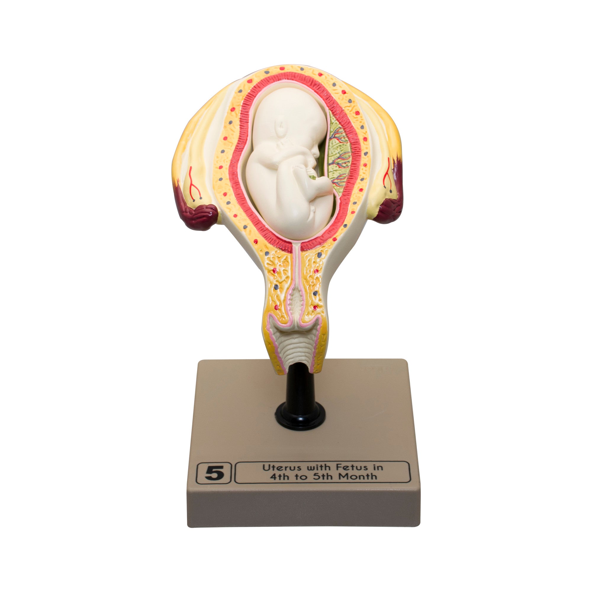 8-Piece Human Embryo and Fetus Development Model Set with Removable Parts