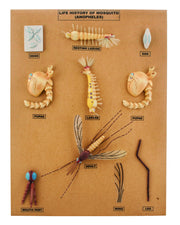 10-Stage Anopheles Mosquito Development Anatomical Model on Base