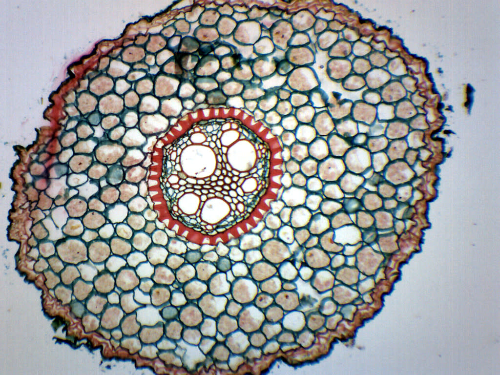 Iris Root (Typical Monocot) Cross-Section Prepared Microscope Slide