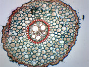 Iris Root (Typical Monocot) Cross-Section Prepared Microscope Slide