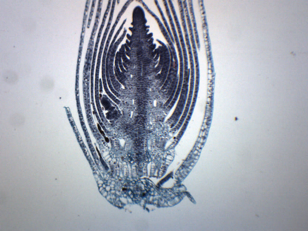 Elodea Stem Tip Cross-Section Prepared Microscope Slide