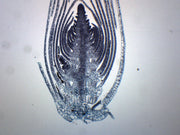 Elodea Stem Tip Cross-Section Prepared Microscope Slide