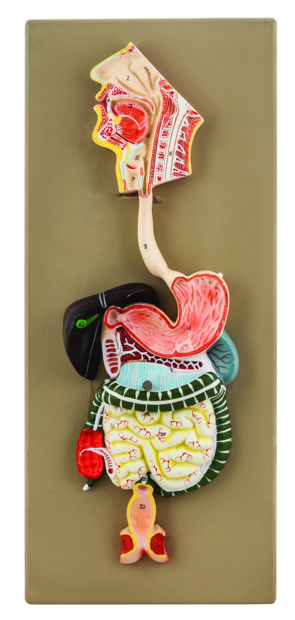 Human Digestive System Model, Half Size, 2-Part