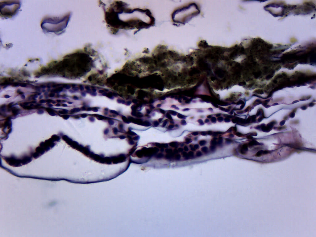 Fern Prothallium Cross-Section Prepared Microscope Slide