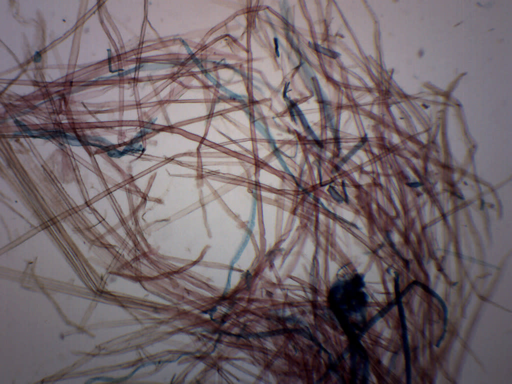 Pine Wood Maceration Wholemount Prepared Microscope Slide
