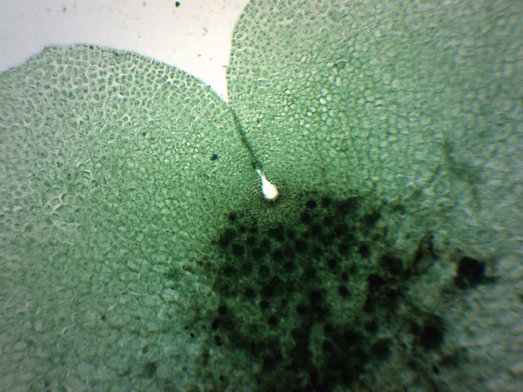 Fern Life Cycle Composite Prepared Microscope Slide