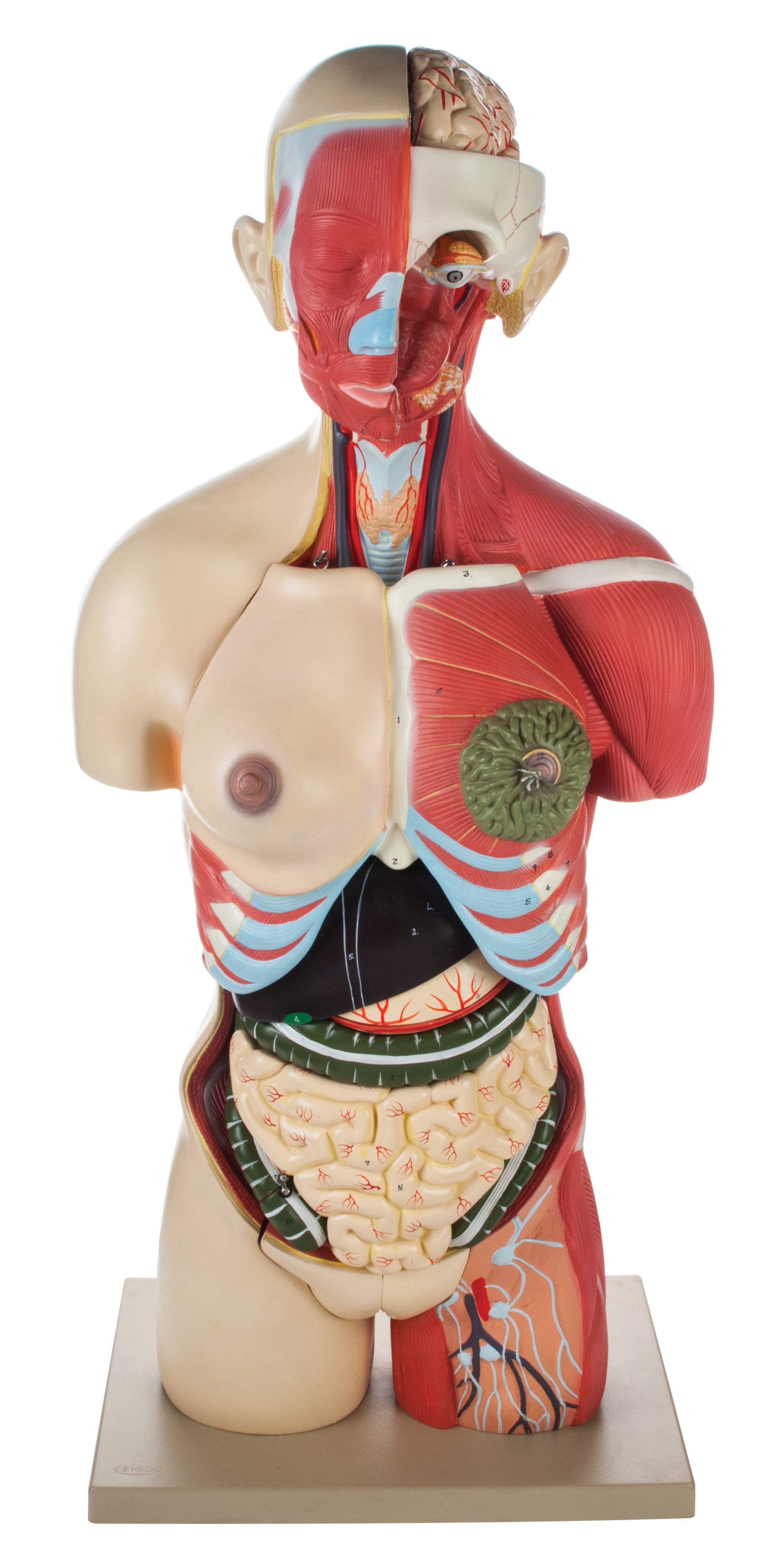 Half-Size Muscular Human Torso Model, Dual Sex, Open Back, 30-Part