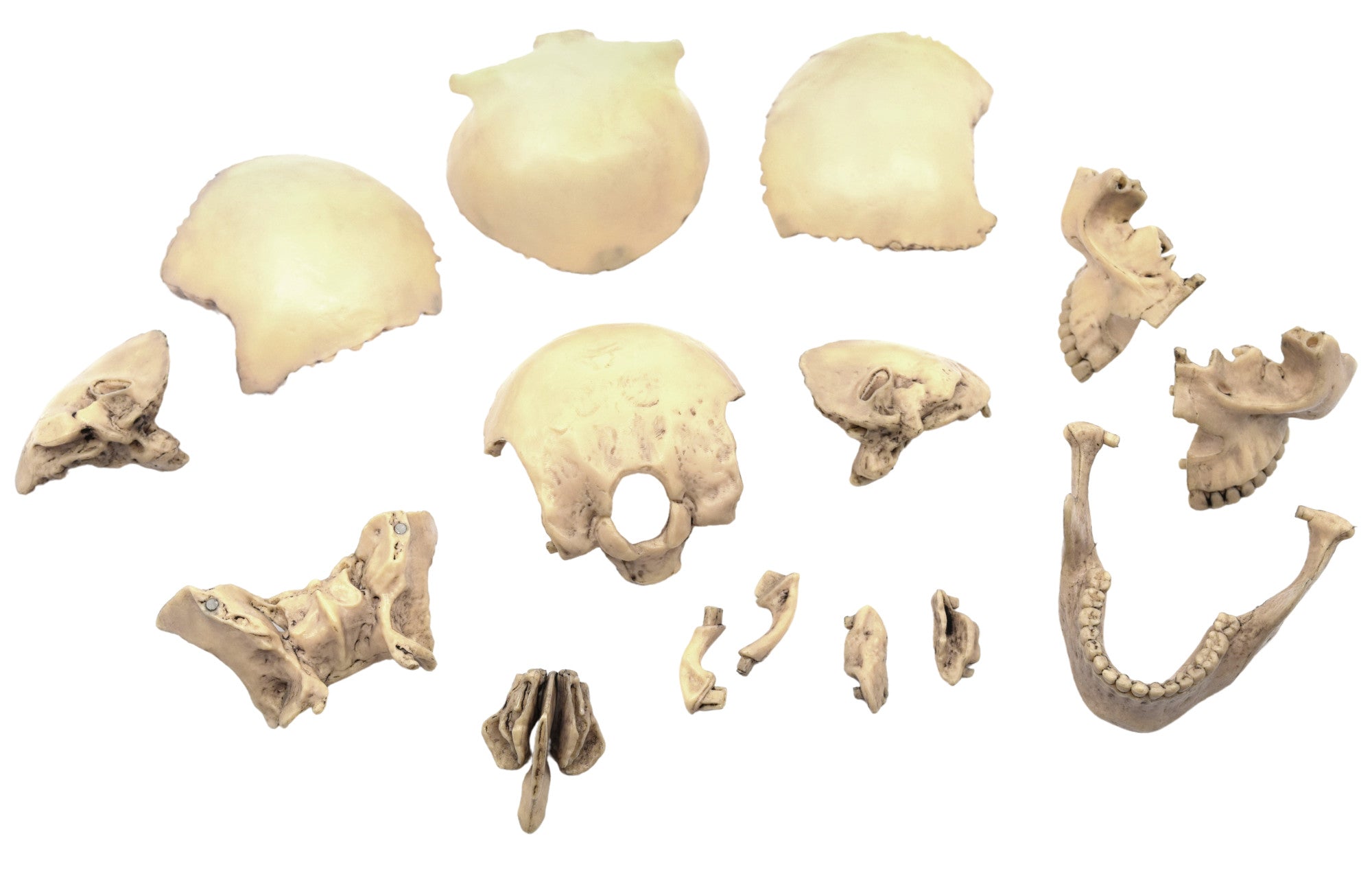 Didactic Miniature Skull Model, Painted Natural Color, 15-Piece, 1/2 Natural Size