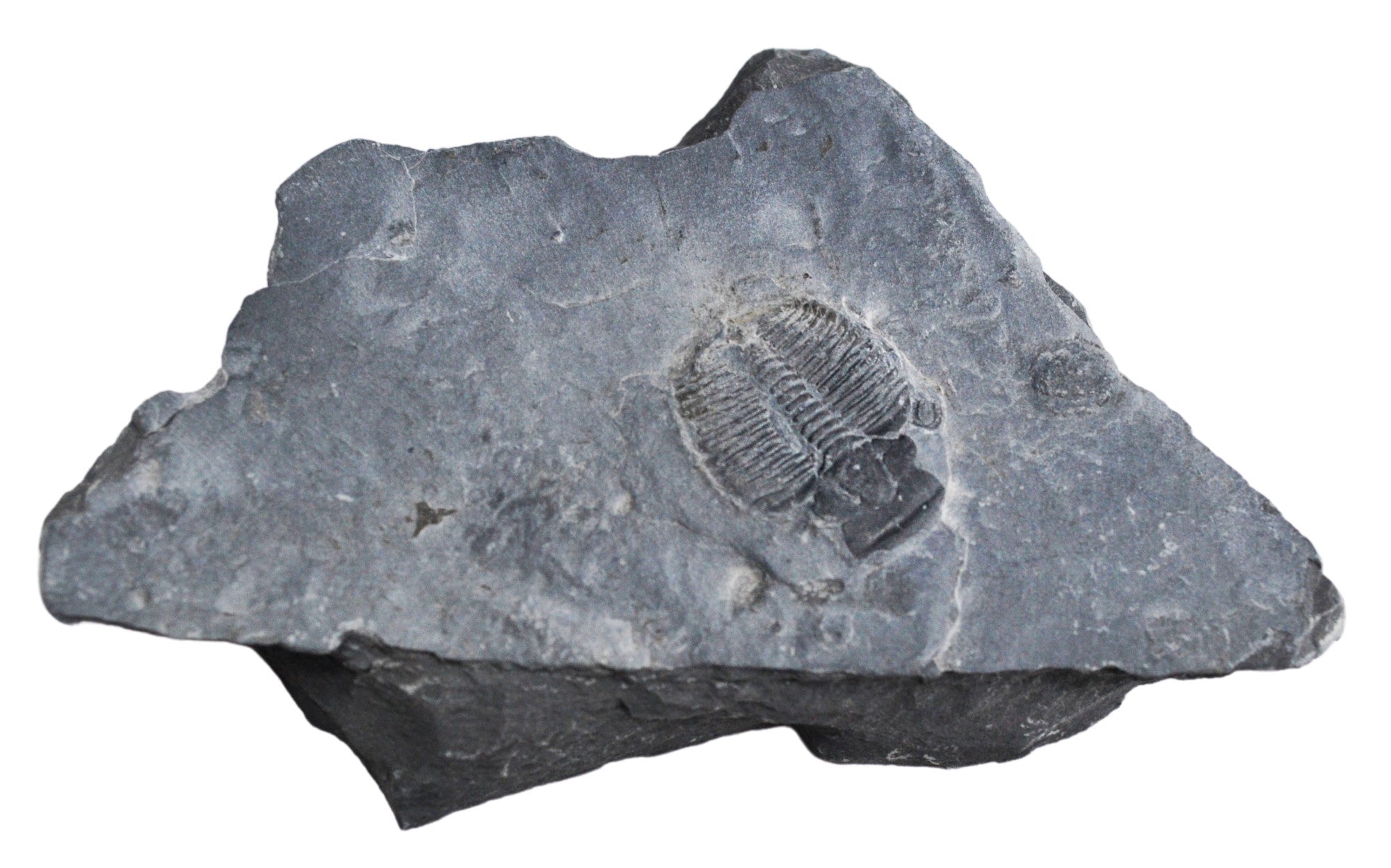 12-Piece Deluxe Fossil Collection with Information Cards