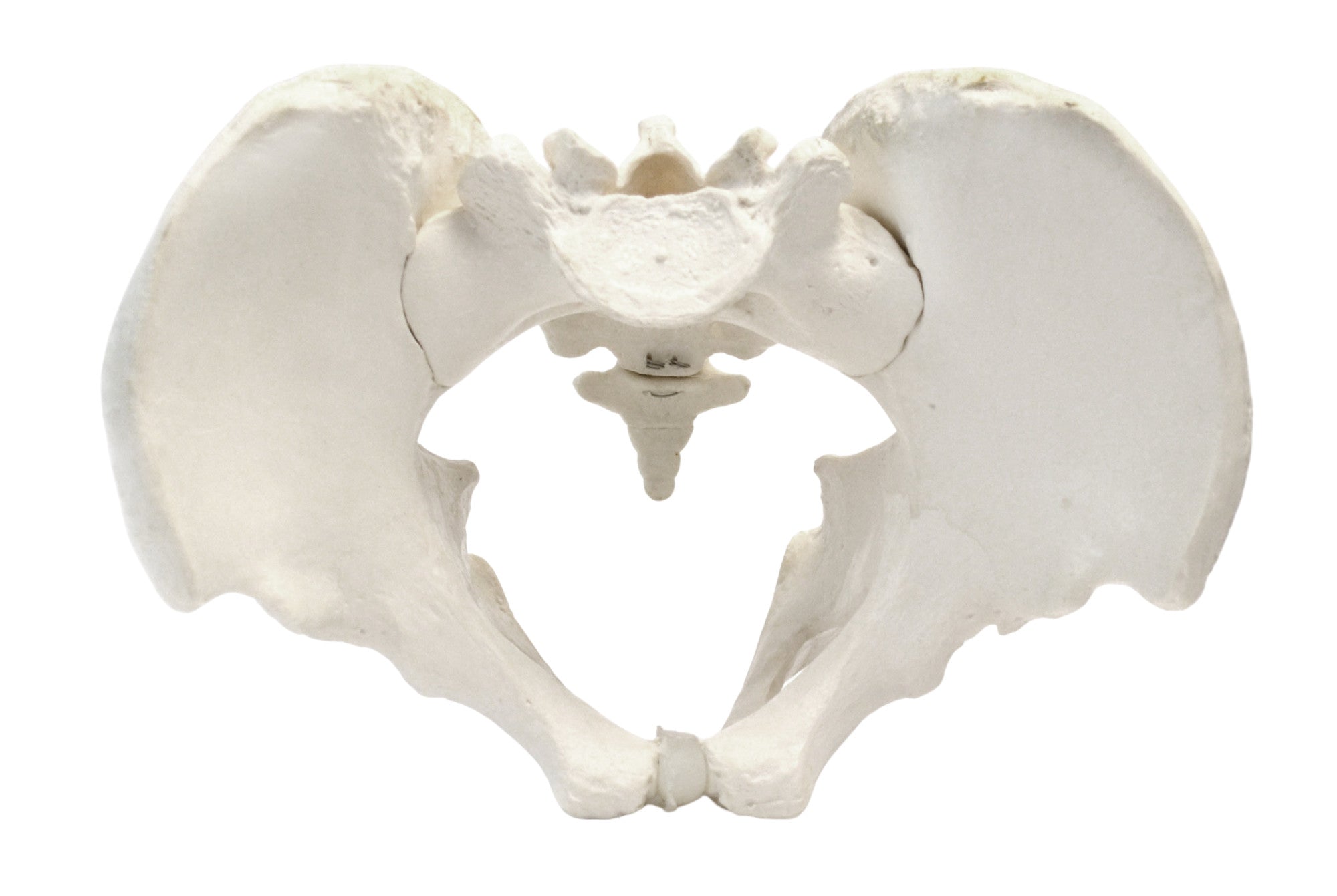 Life-Size Male Pelvic Skeleton Anatomical Model, 11 x 9 x 5 inch