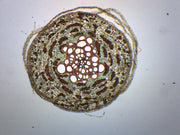 Pine Old Root Cross-Section Prepared Microscope Slide