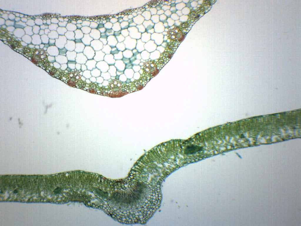 Composite Leaves Cross-Section Prepared Microscope Slide