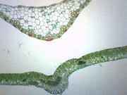 Composite Leaves Cross-Section Prepared Microscope Slide