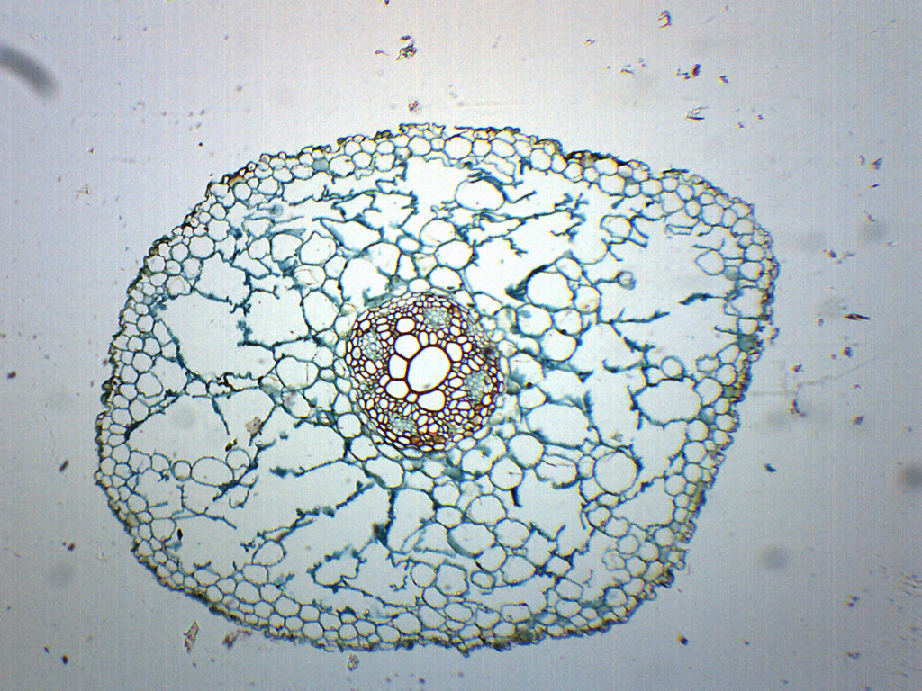 Ranunculus Root Cross-Section Prepared Microscope Slide