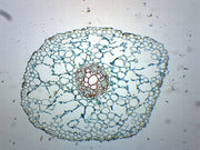 Ranunculus Root Cross-Section Prepared Microscope Slide
