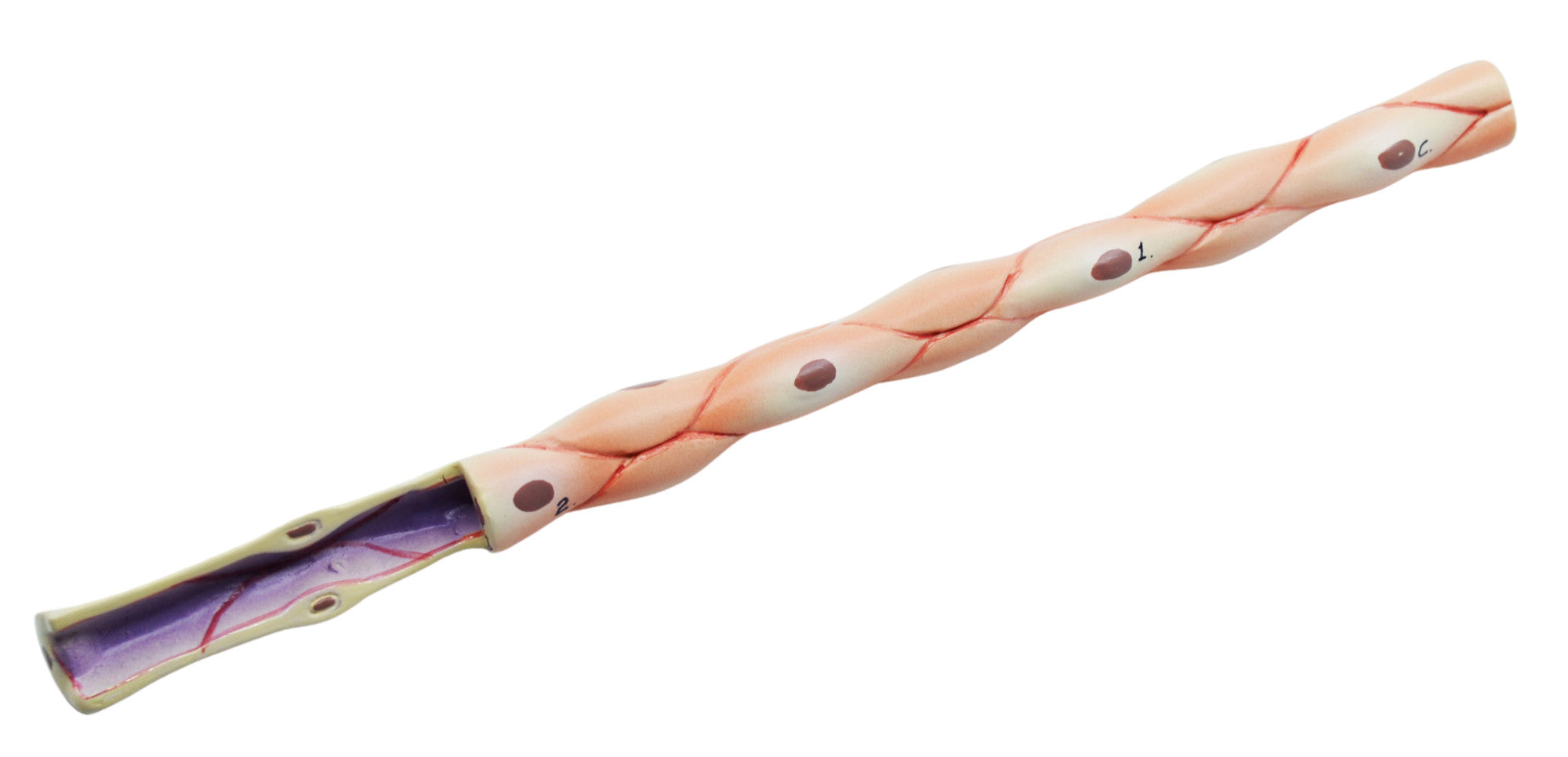 3-Piece Artery, Vein, and Capillary Model Set, 13", Enlarged