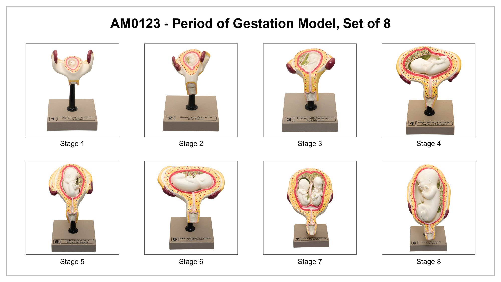 8-Piece Human Embryo and Fetus Development Model Set with Removable Parts