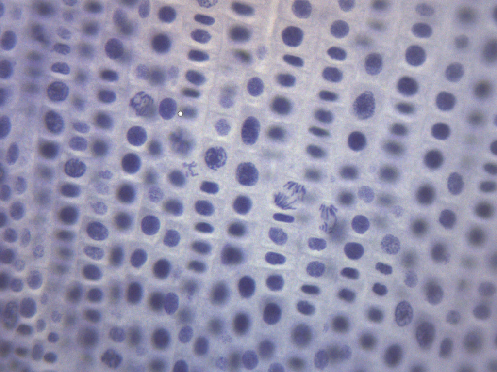 25pk Onion Mitosis - Prepared Microscope Slide - 75x25mm